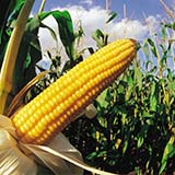 Best Corn