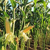 Farming corn